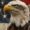 why is a bald eagle the american symbol